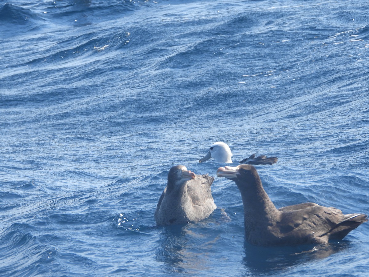 Northern Giant-Petrel - ML642700834