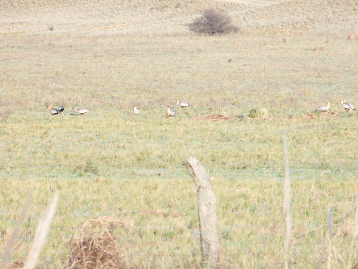 Black-faced Ibis - ML642700839