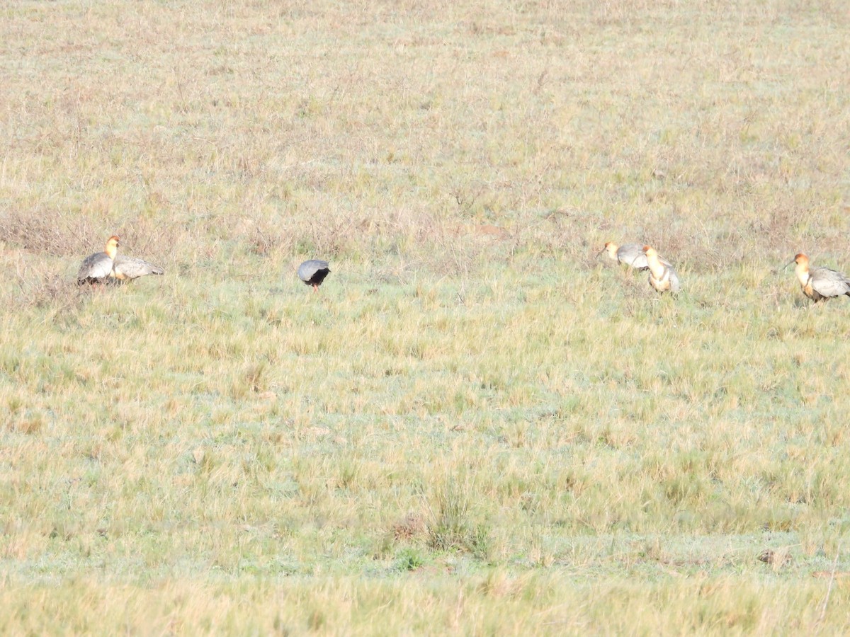 Black-faced Ibis - ML642700840