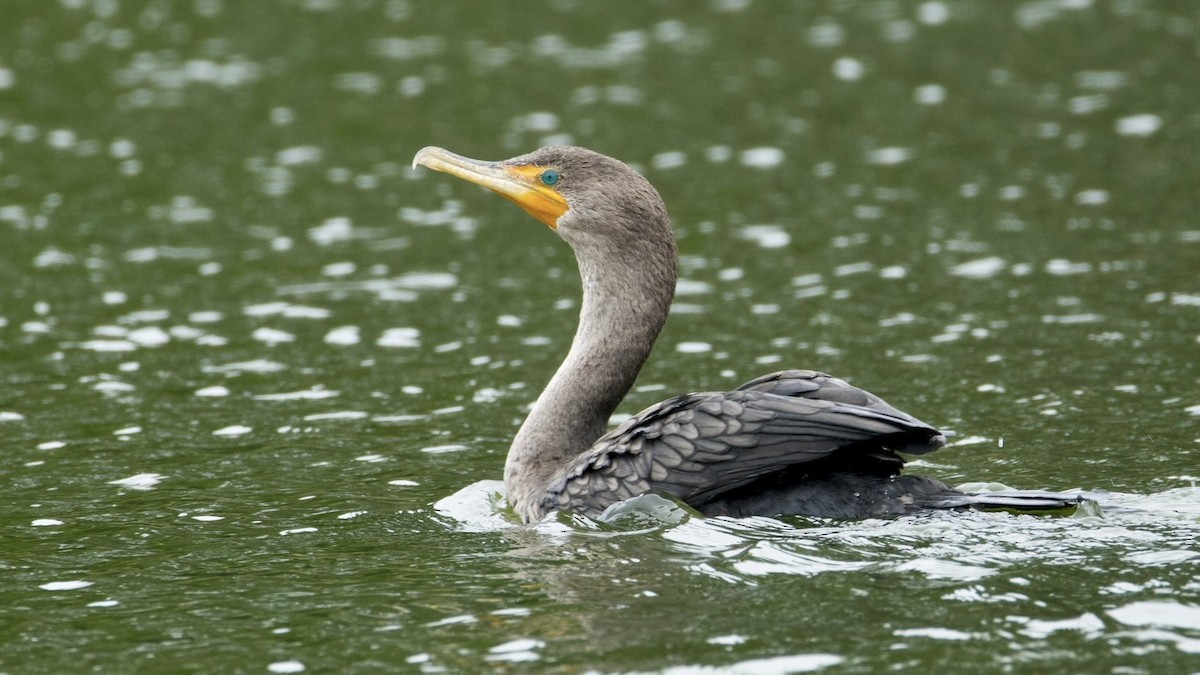 Double-crested Cormorant - ML642700843