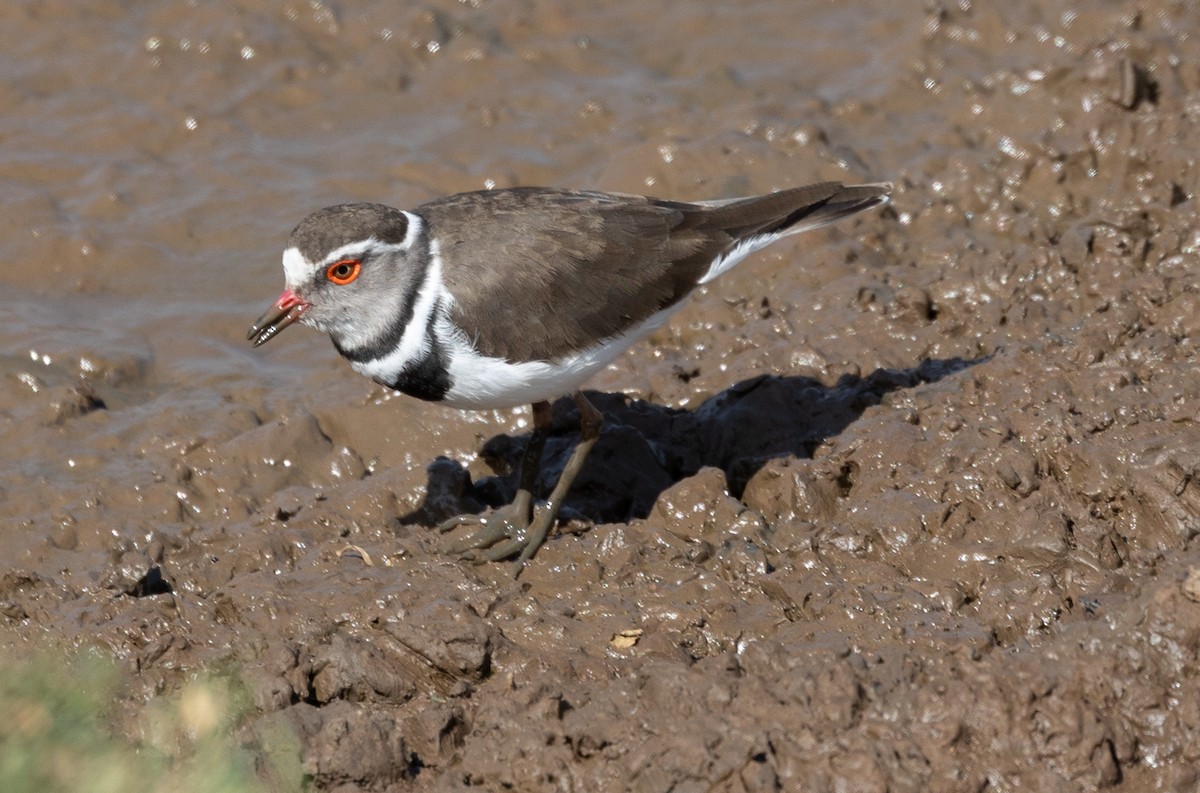 Three-banded Plover - ML642700846