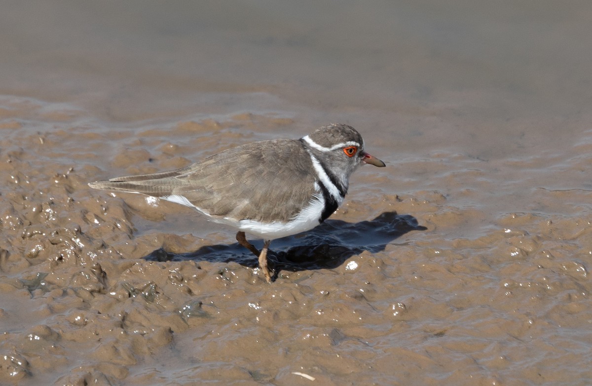 Three-banded Plover - ML642700847