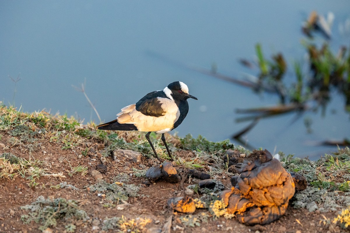 Blacksmith Lapwing - ML642700854