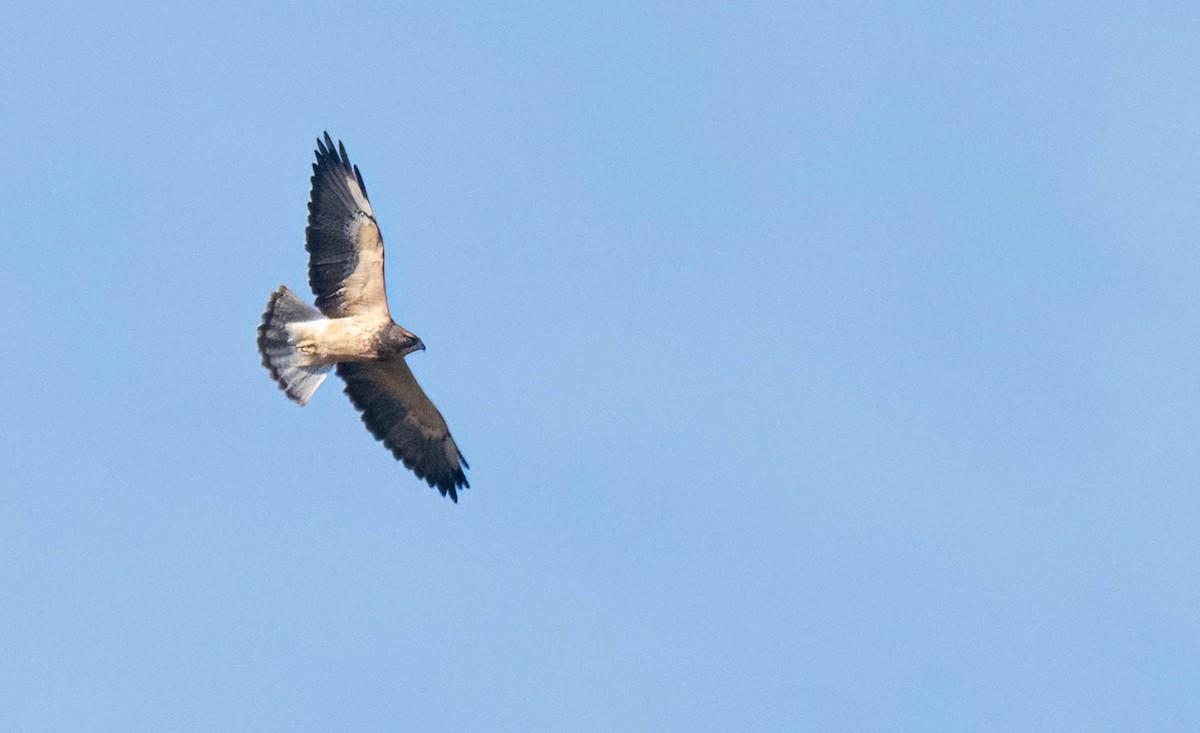 Swainson's Hawk - ML642700856
