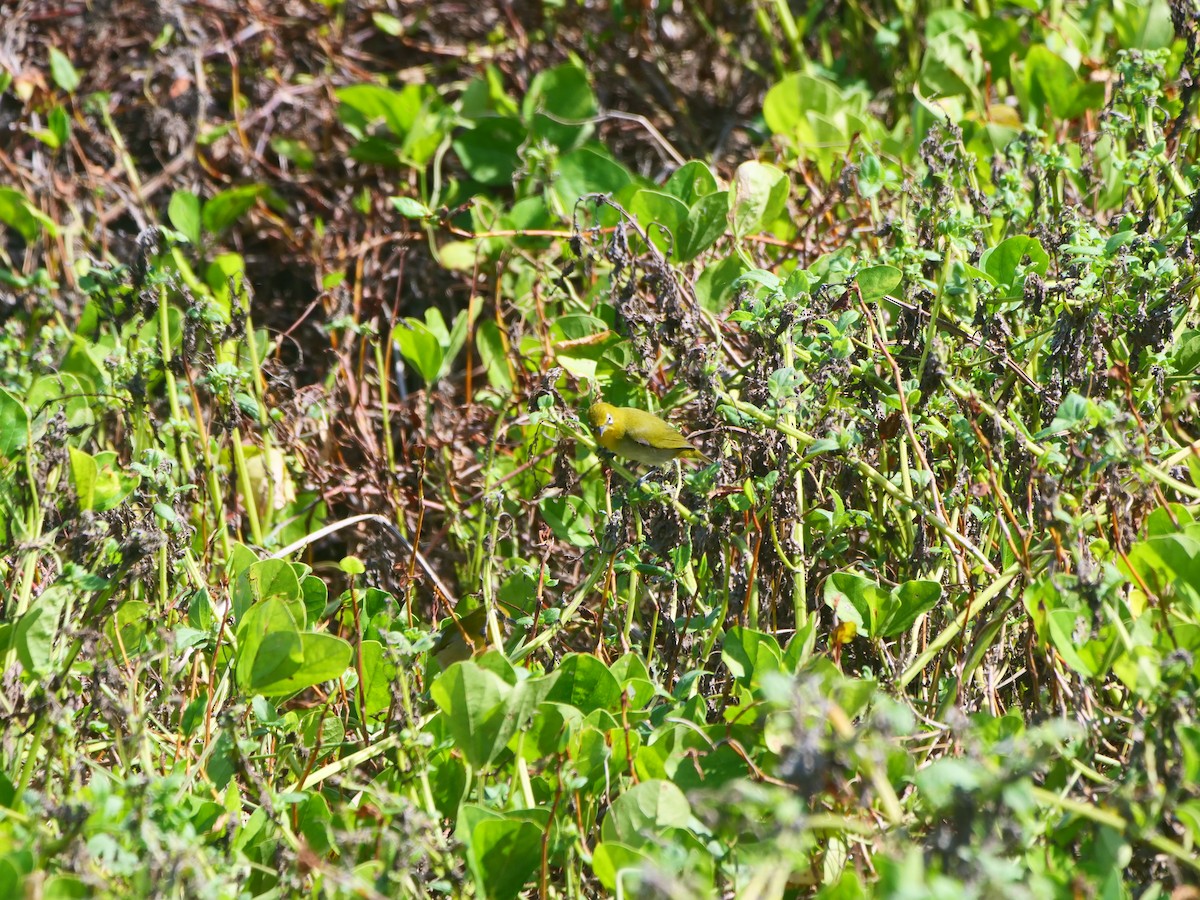 Warbling White-eye - ML642700858