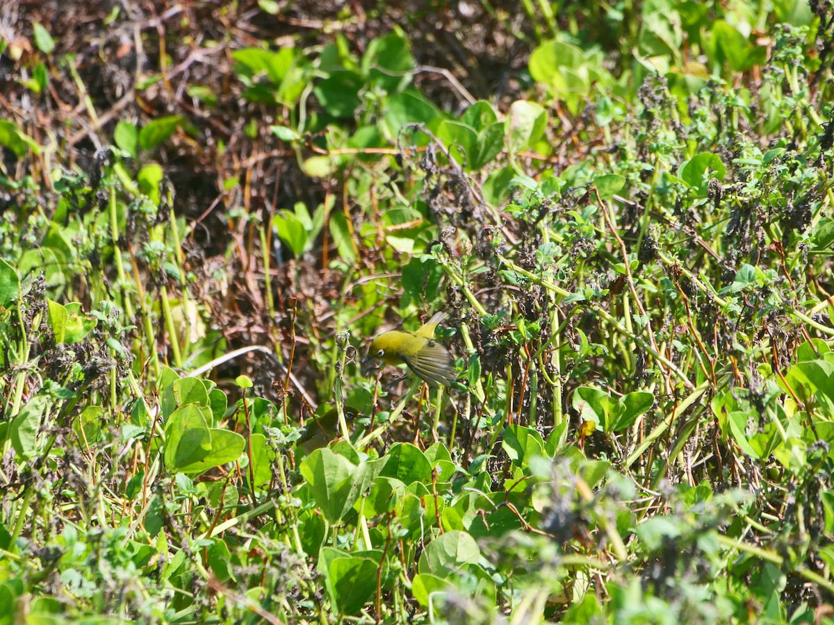 Warbling White-eye - ML642700860