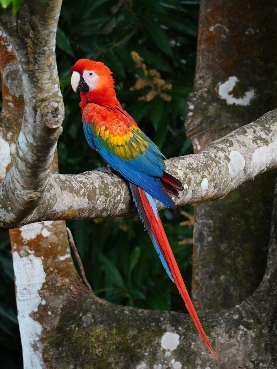 Scarlet Macaw - ML642700863