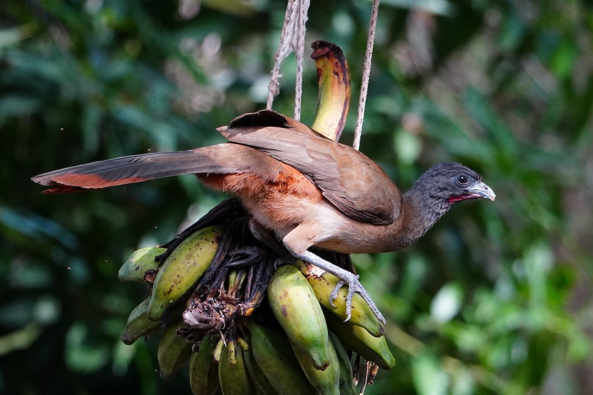 Rufous-vented Chachalaca - ML642700865