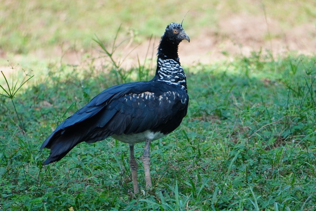 Horned Screamer - ML642700866