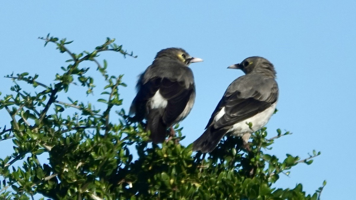Wattled Starling - ML642700874