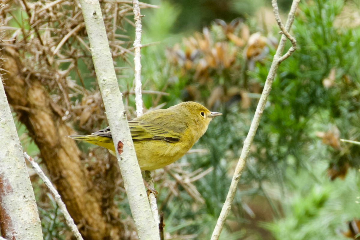 Paruline jaune - ML642700879