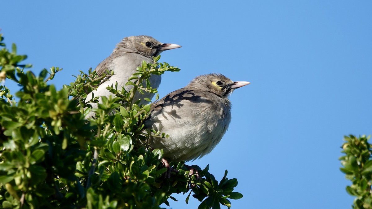 Wattled Starling - ML642700882