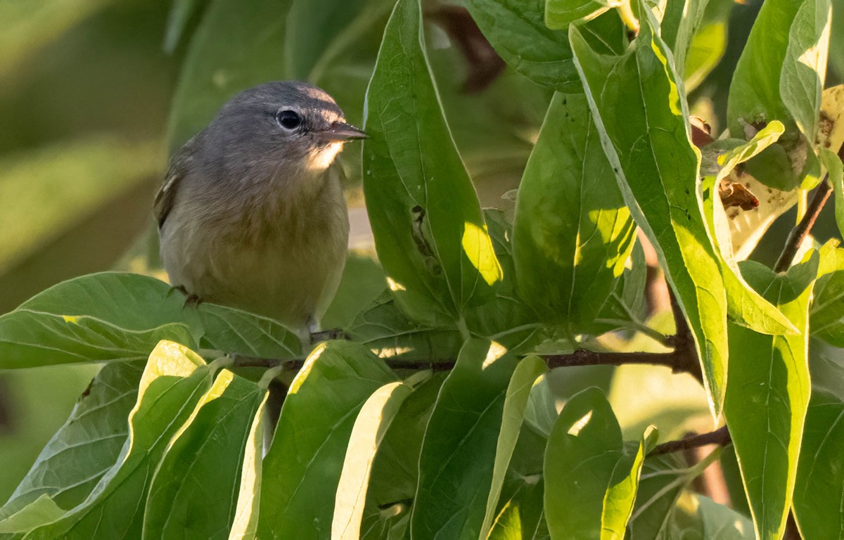 Orange-crowned Warbler - ML642700889