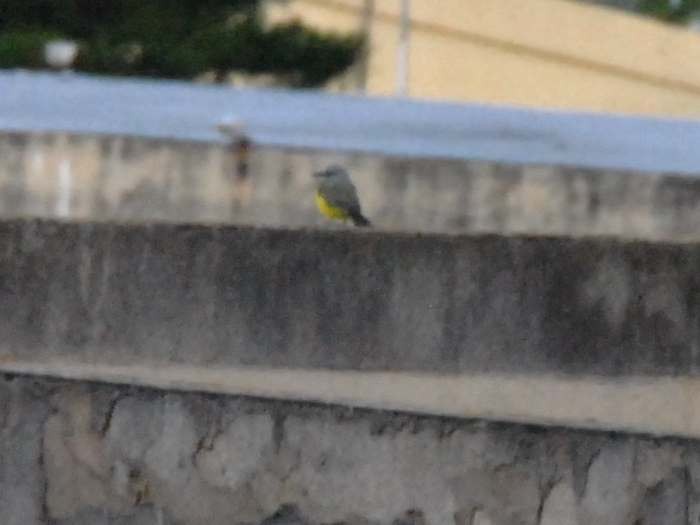 Tropical Kingbird - ML642700891