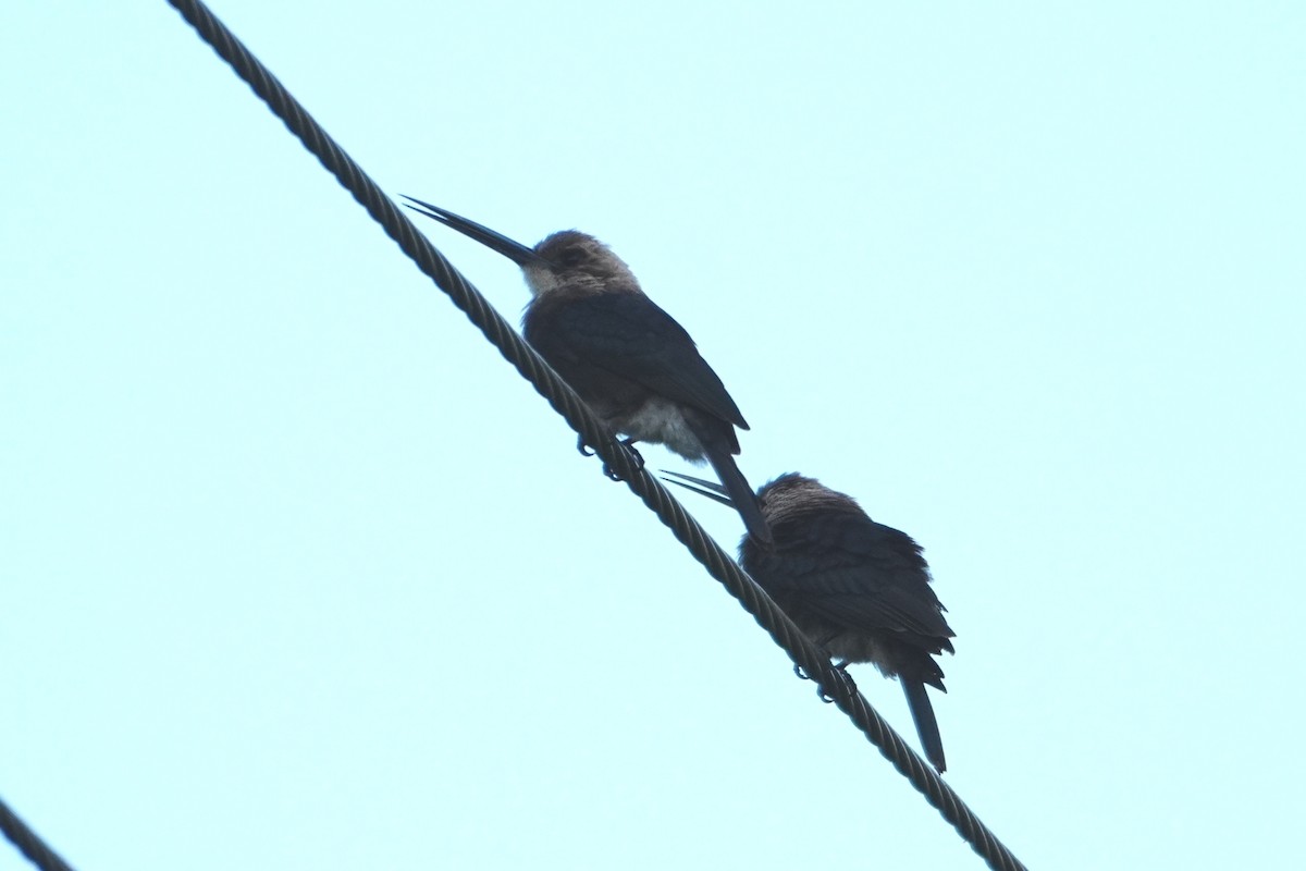 Pale-headed Jacamar - ML642700895