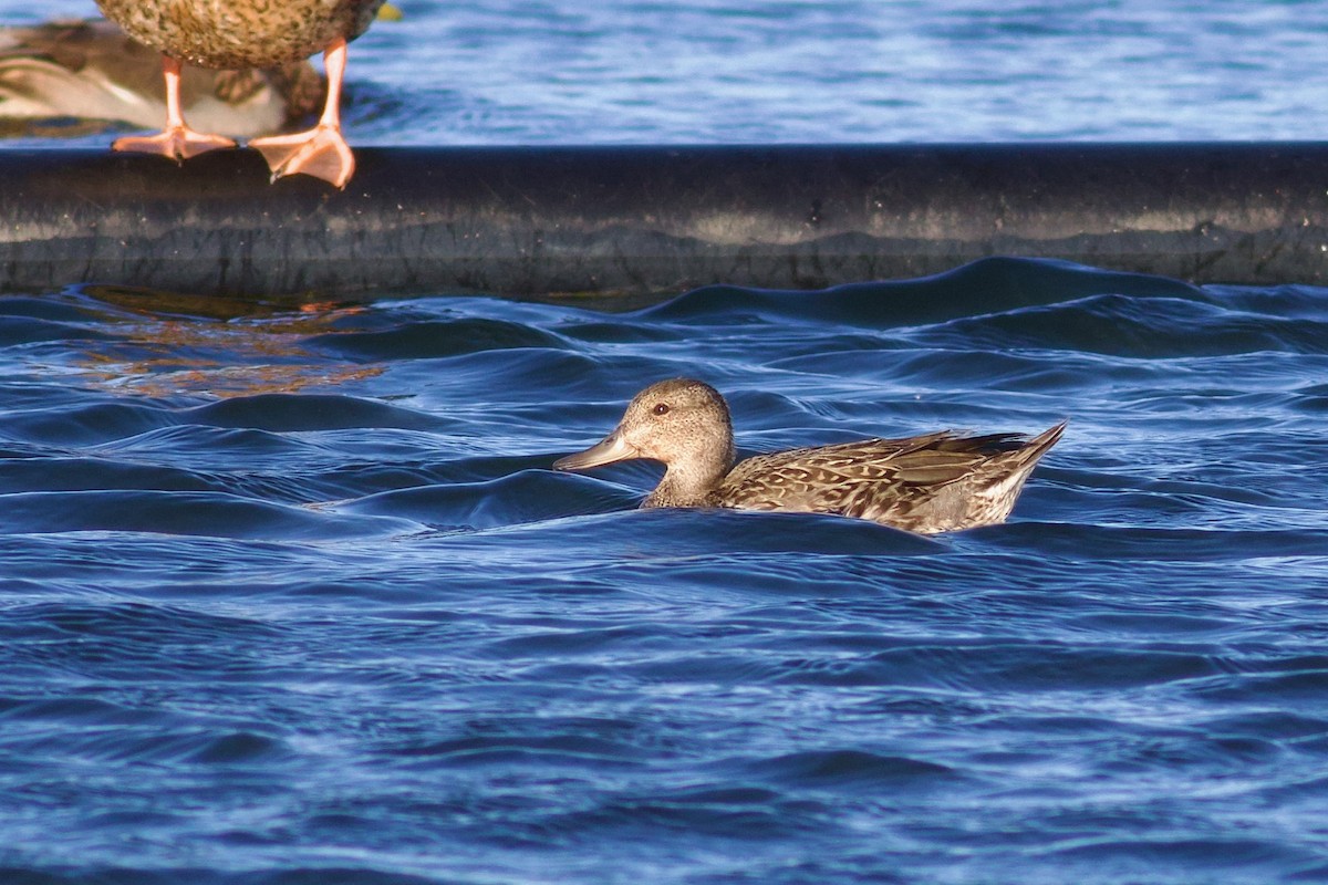 Green-winged Teal - ML642700913