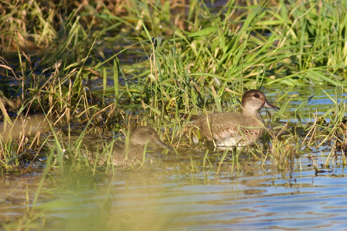 Green-winged Teal - ML642700914