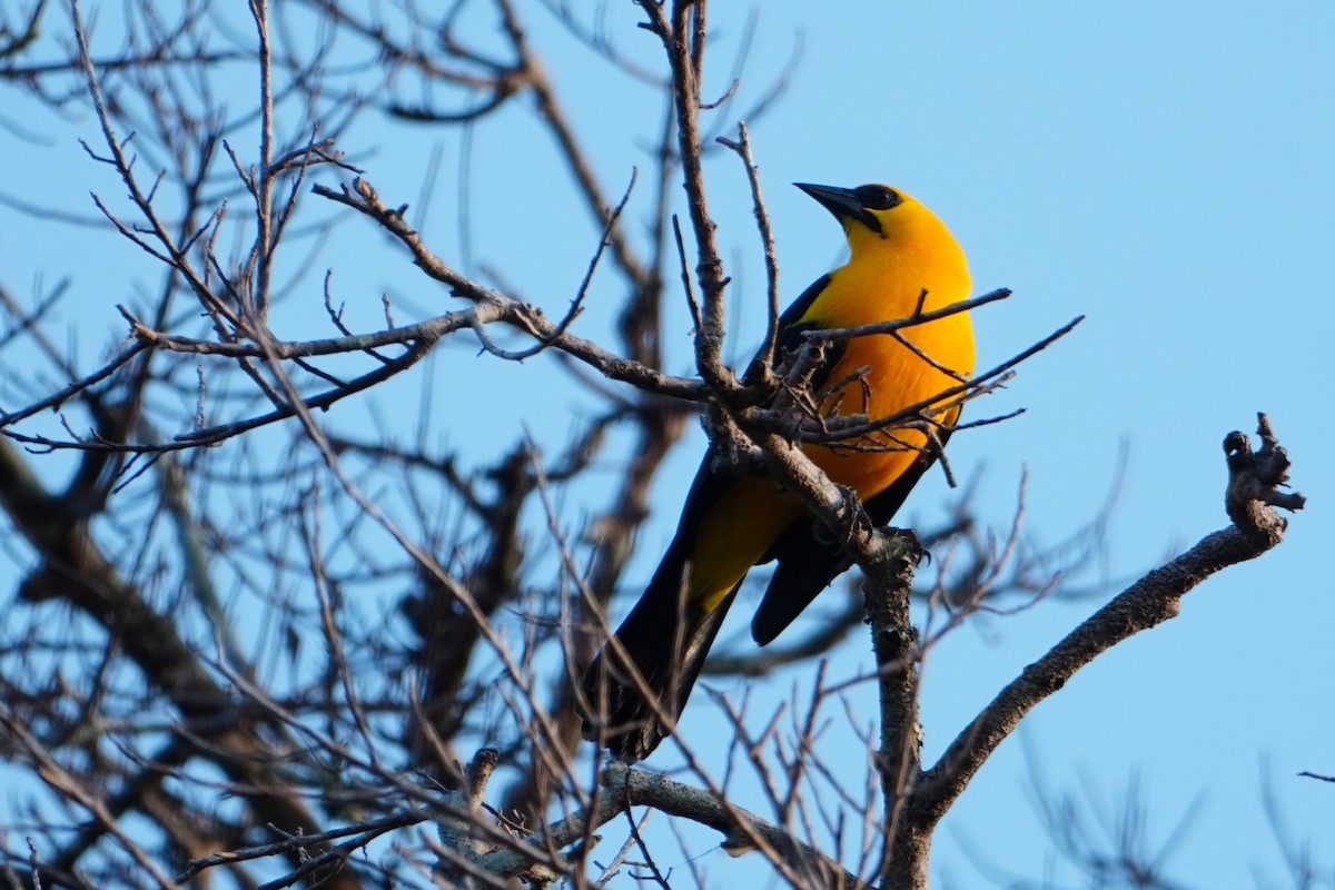 Oriole Blackbird - ML642700919