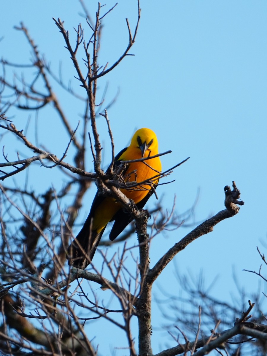Oriole Blackbird - ML642700921
