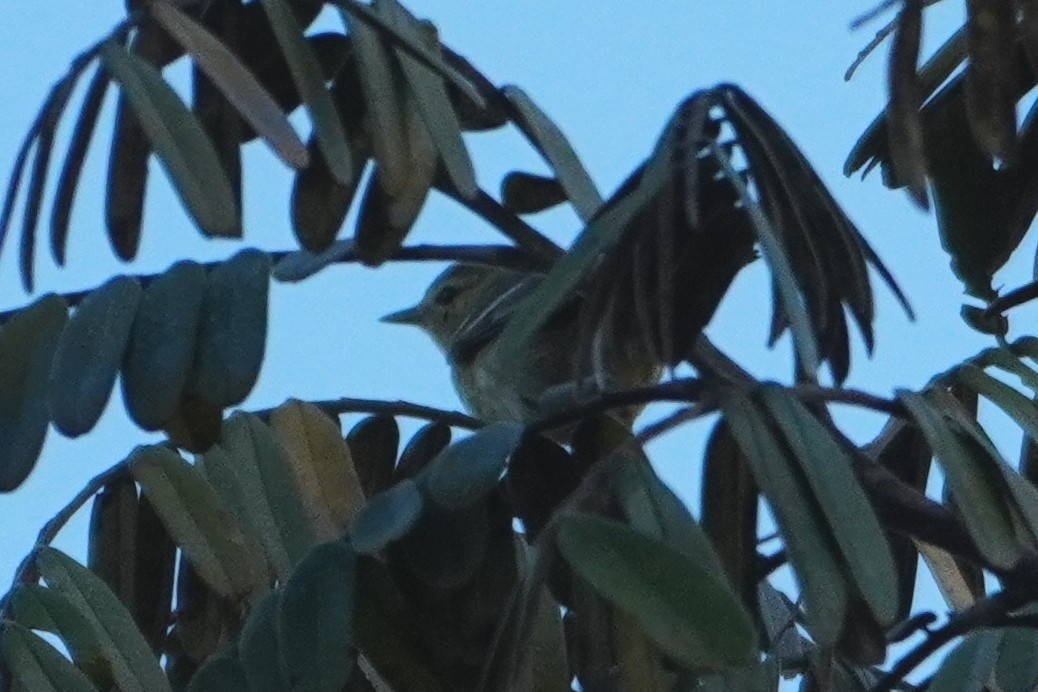 סבכון פסים - ML642700926