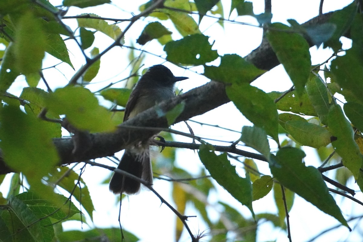 Short-crested Flycatcher - ML642700930