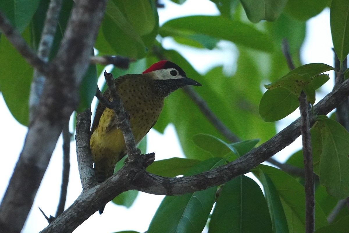 Spot-breasted Woodpecker - ML642700933