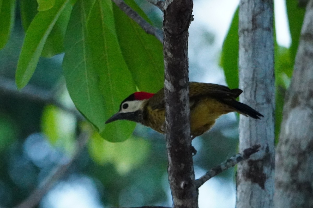 Spot-breasted Woodpecker - ML642700934