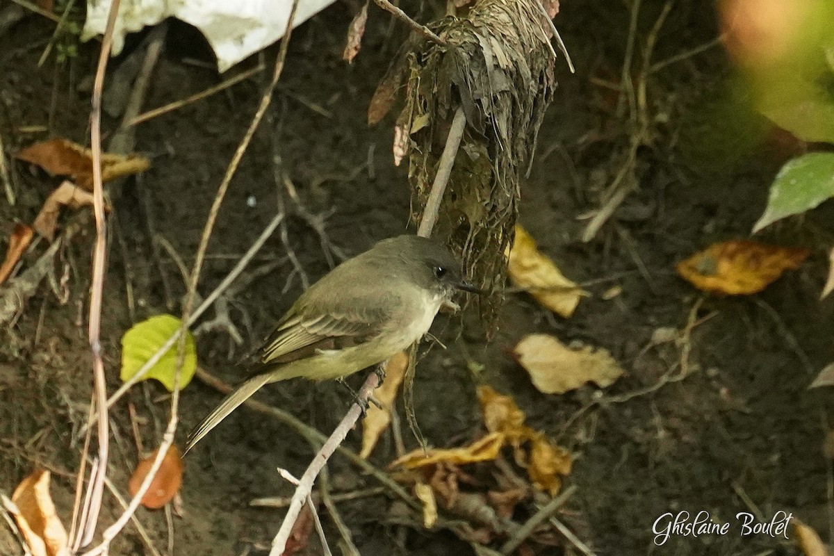 Eastern Phoebe - ML642700935