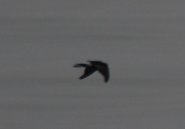 Wilson's Storm-Petrel - ML642700936