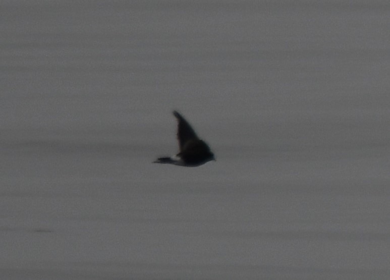 Wilson's Storm-Petrel - ML642700939