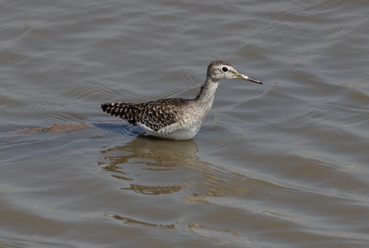 Wood Sandpiper - ML642700948