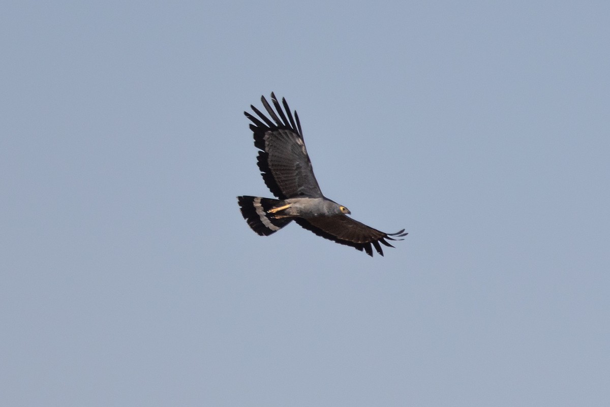 African Harrier-Hawk - ML642700953