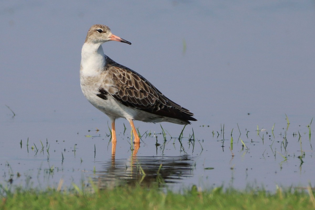 Ruff - ML642700958