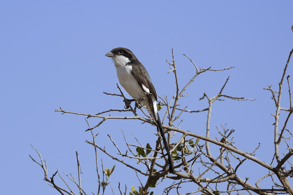 Long-tailed Fiscal - ML642700961