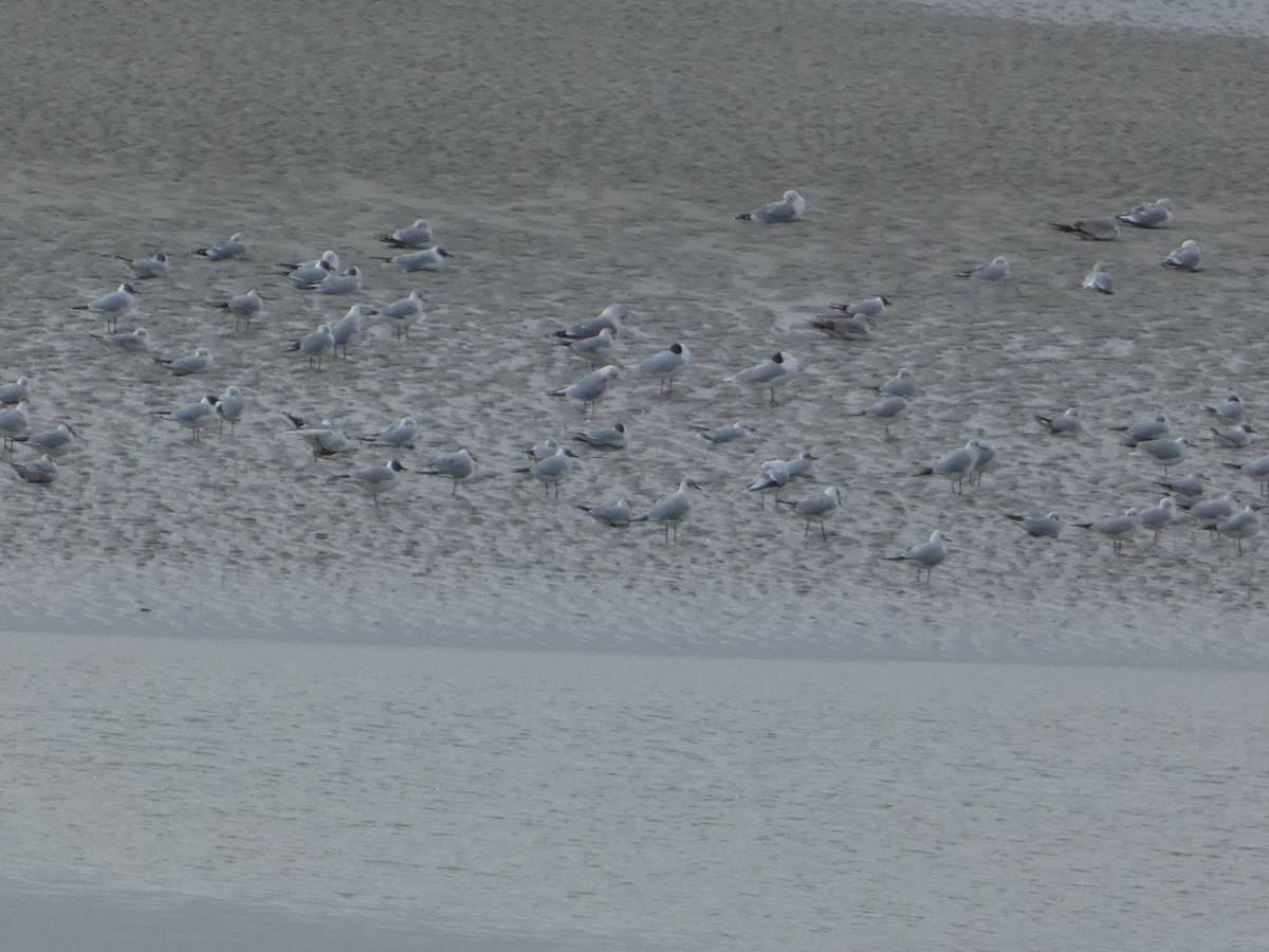 Mouette rieuse - ML642700976