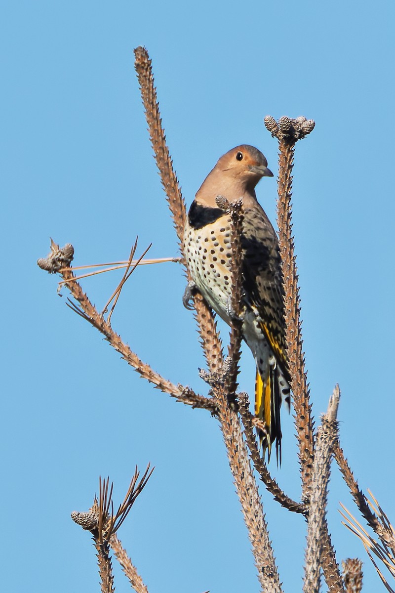 Northern Flicker - ML642700995