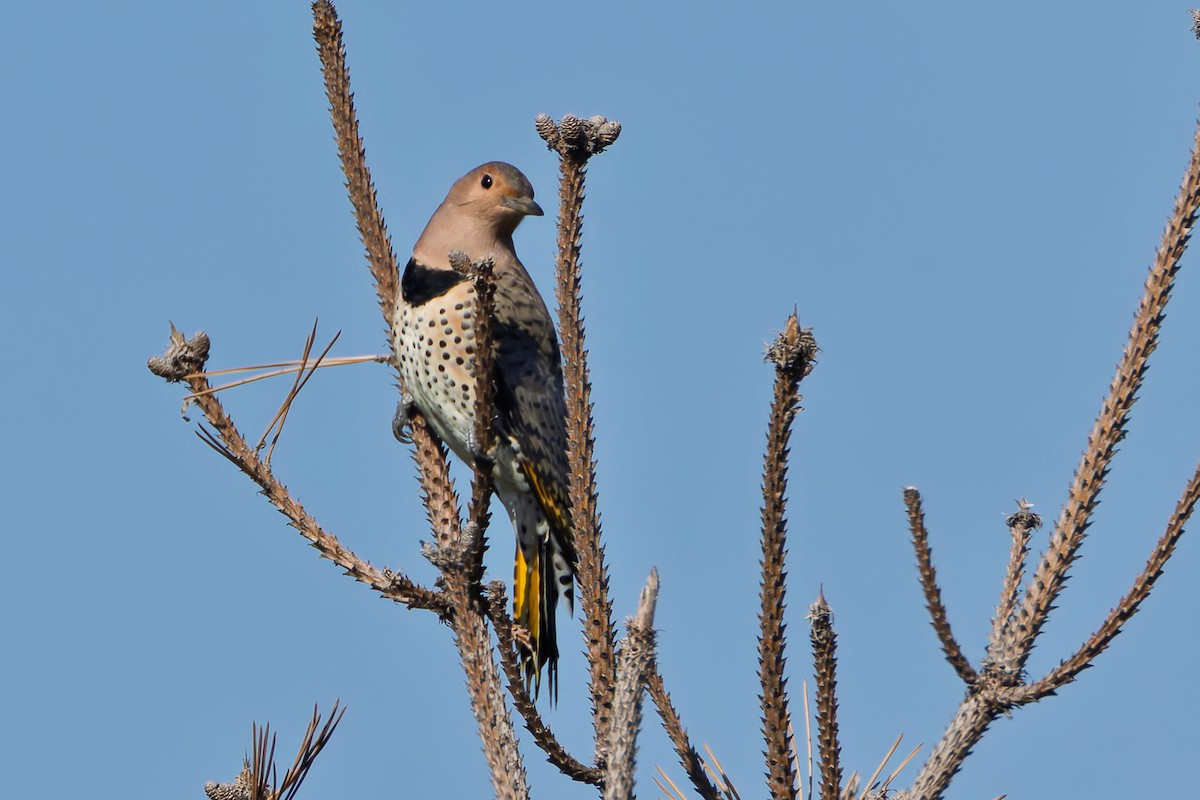 Northern Flicker - ML642700996