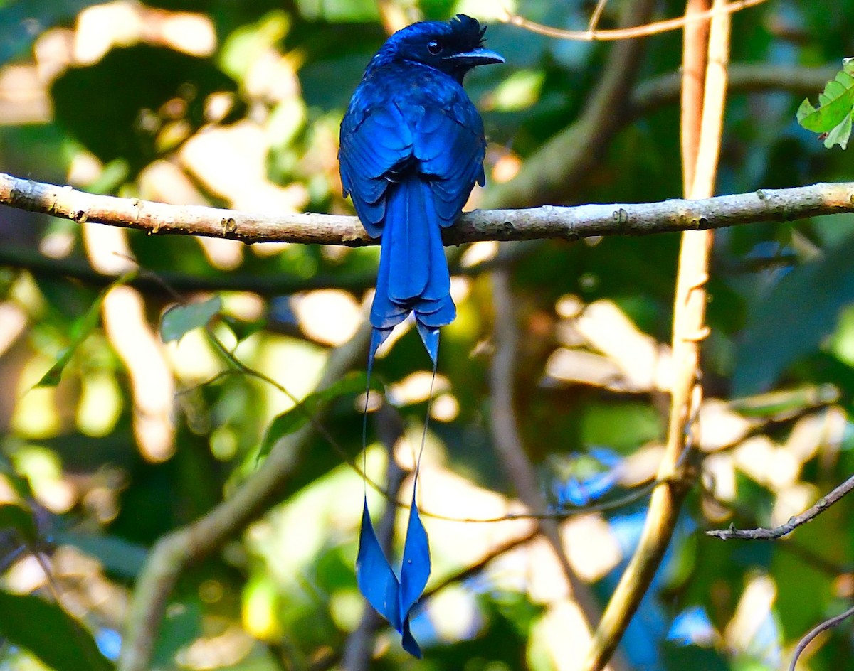 Greater Racket-tailed Drongo - ML642701005
