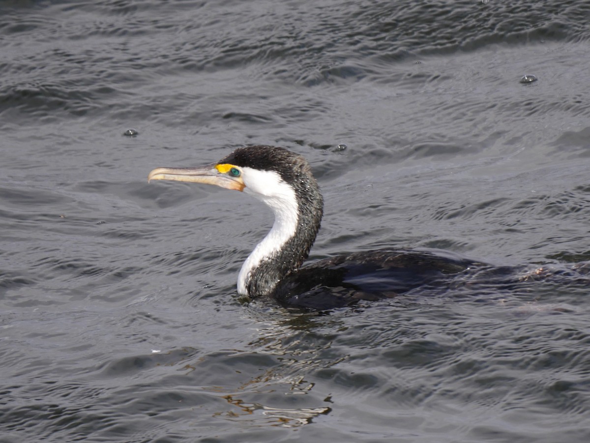 Pied Cormorant - ML64270101