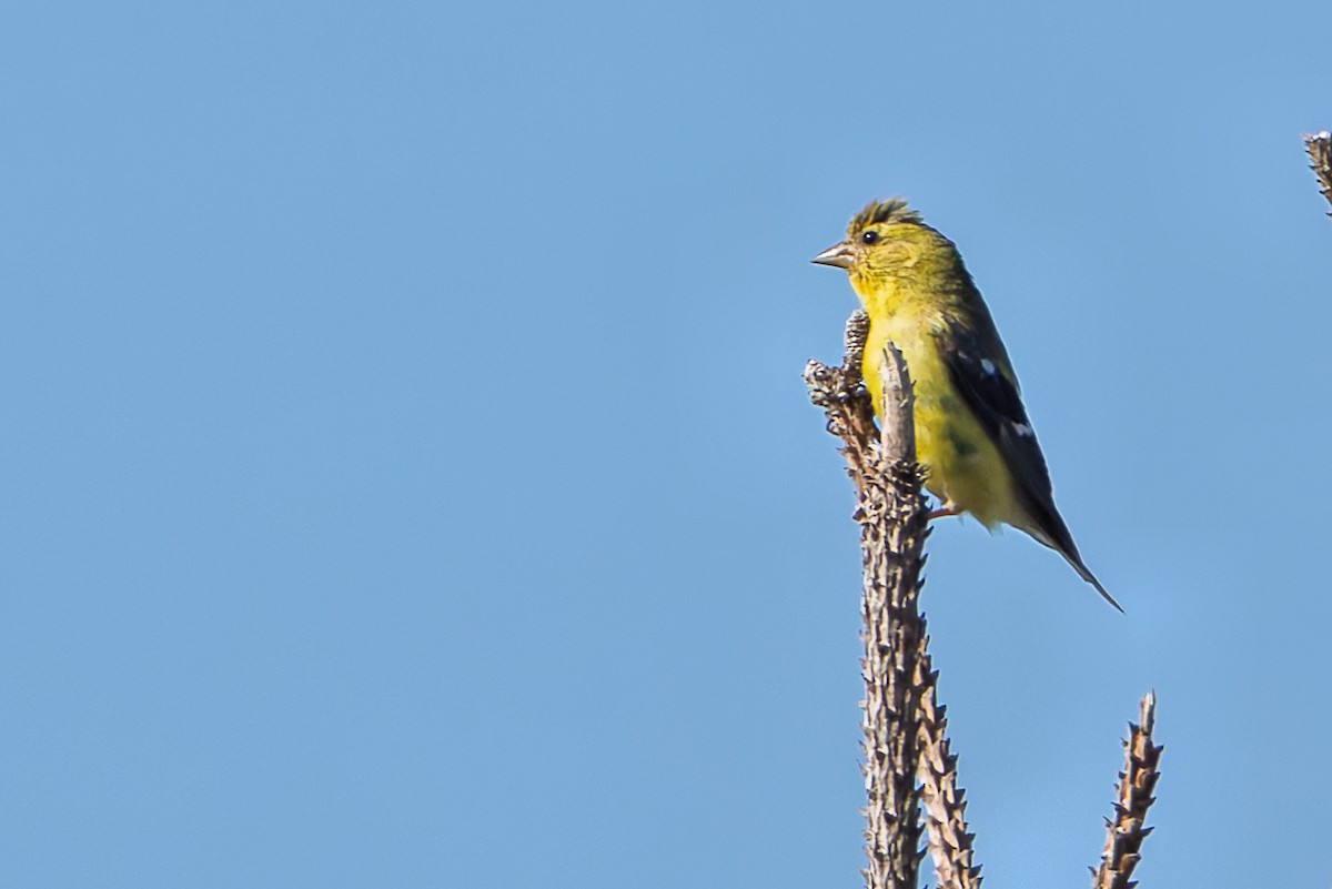 American Goldfinch - ML642701016
