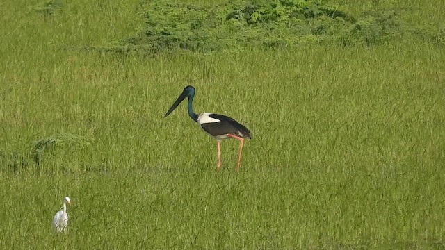 Jabiru d'Asie - ML642701017