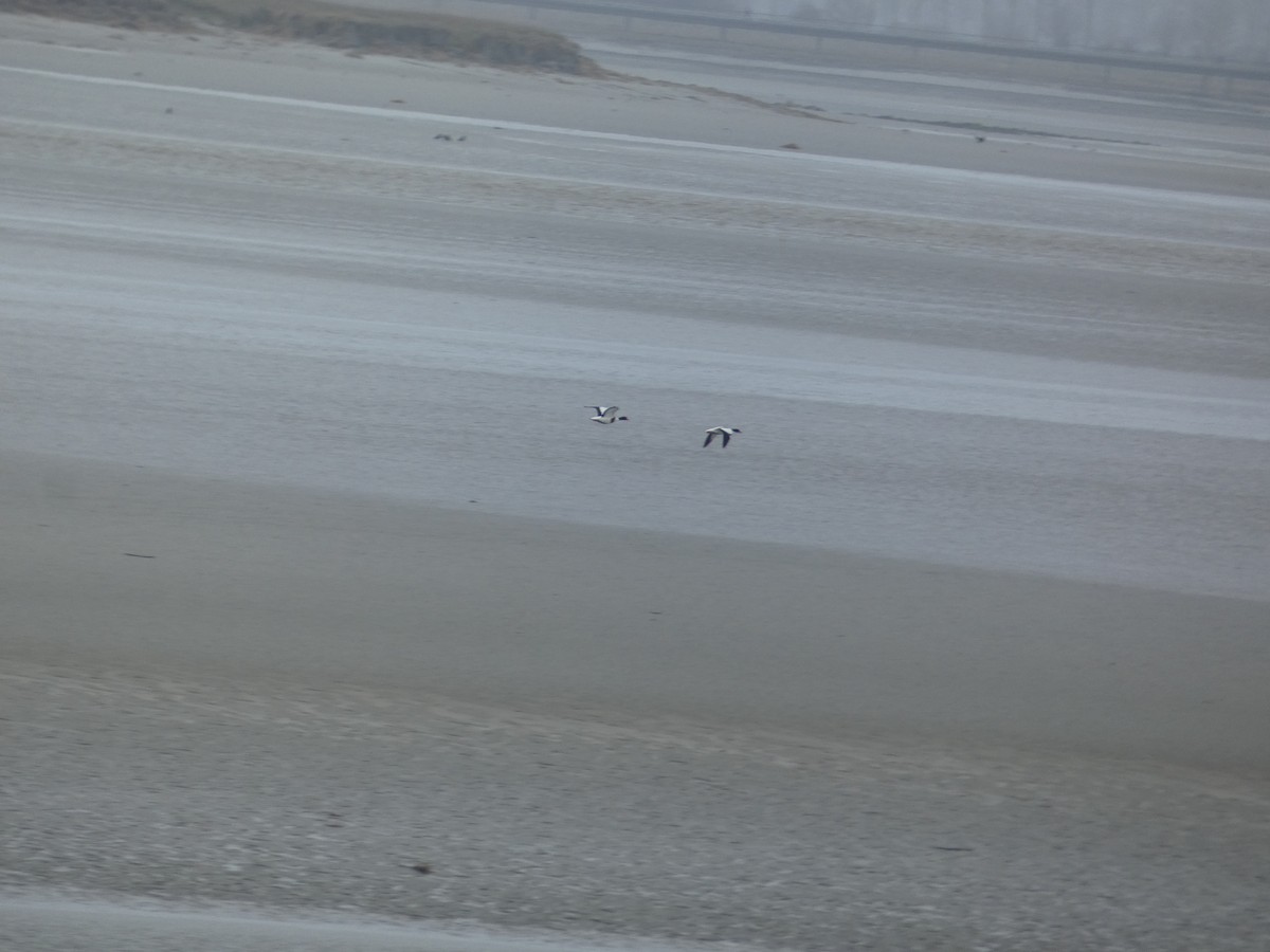 Common Shelduck - ML642701026