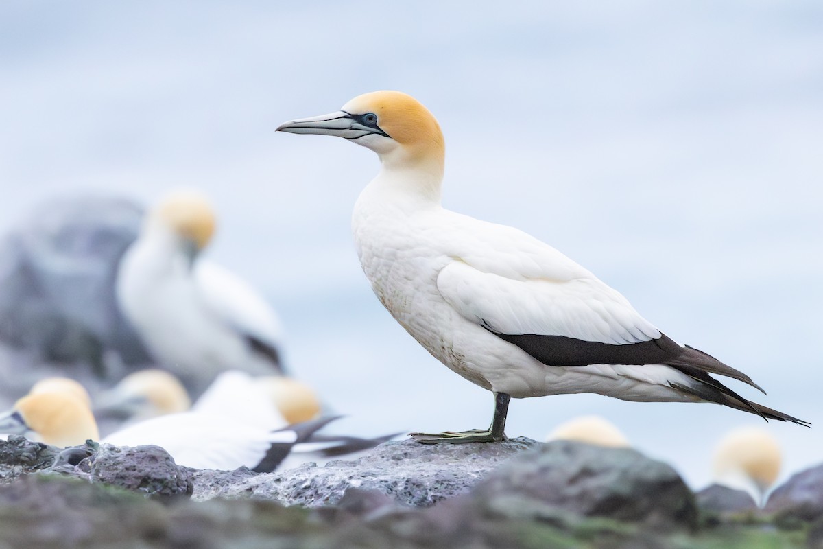 Australasian Gannet - ML642701030