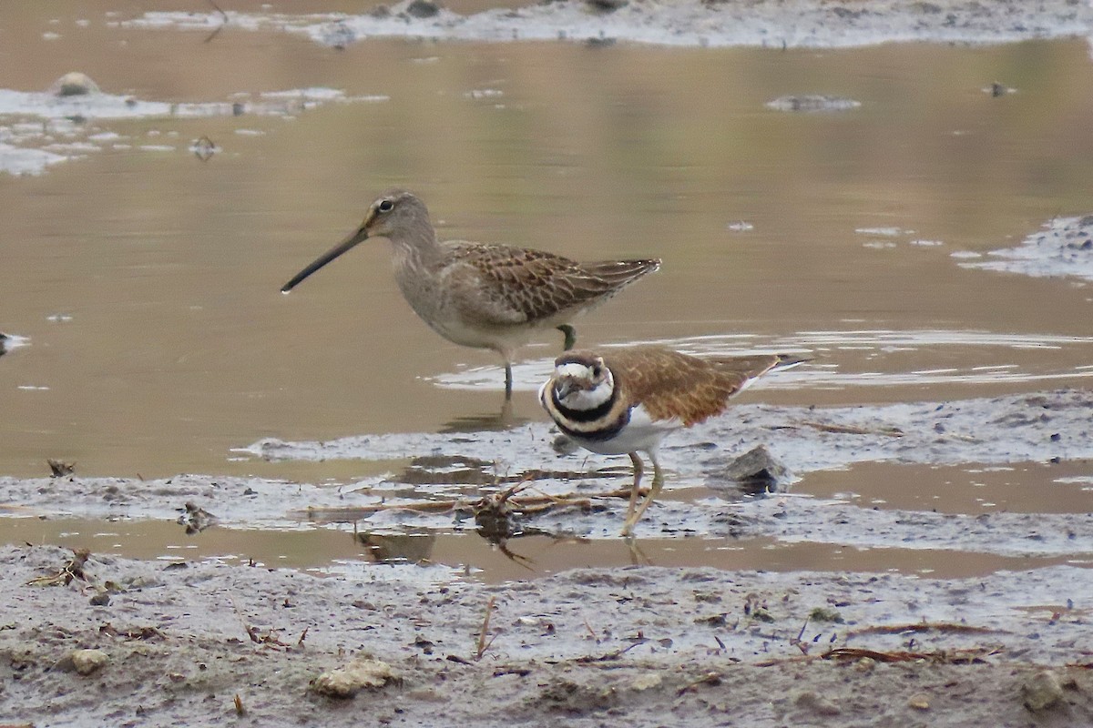 Killdeer - ML642701032