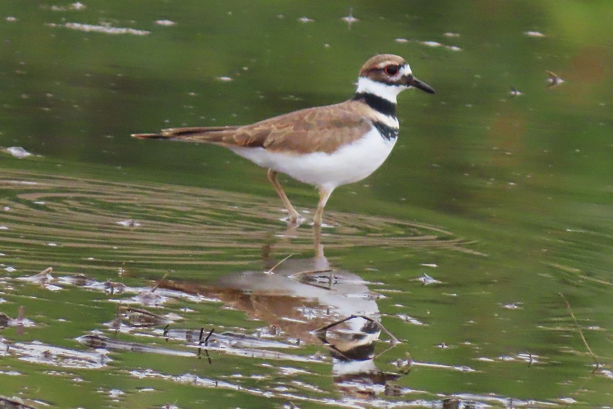 Killdeer - ML642701033