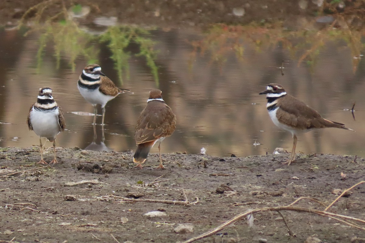 Killdeer - ML642701034