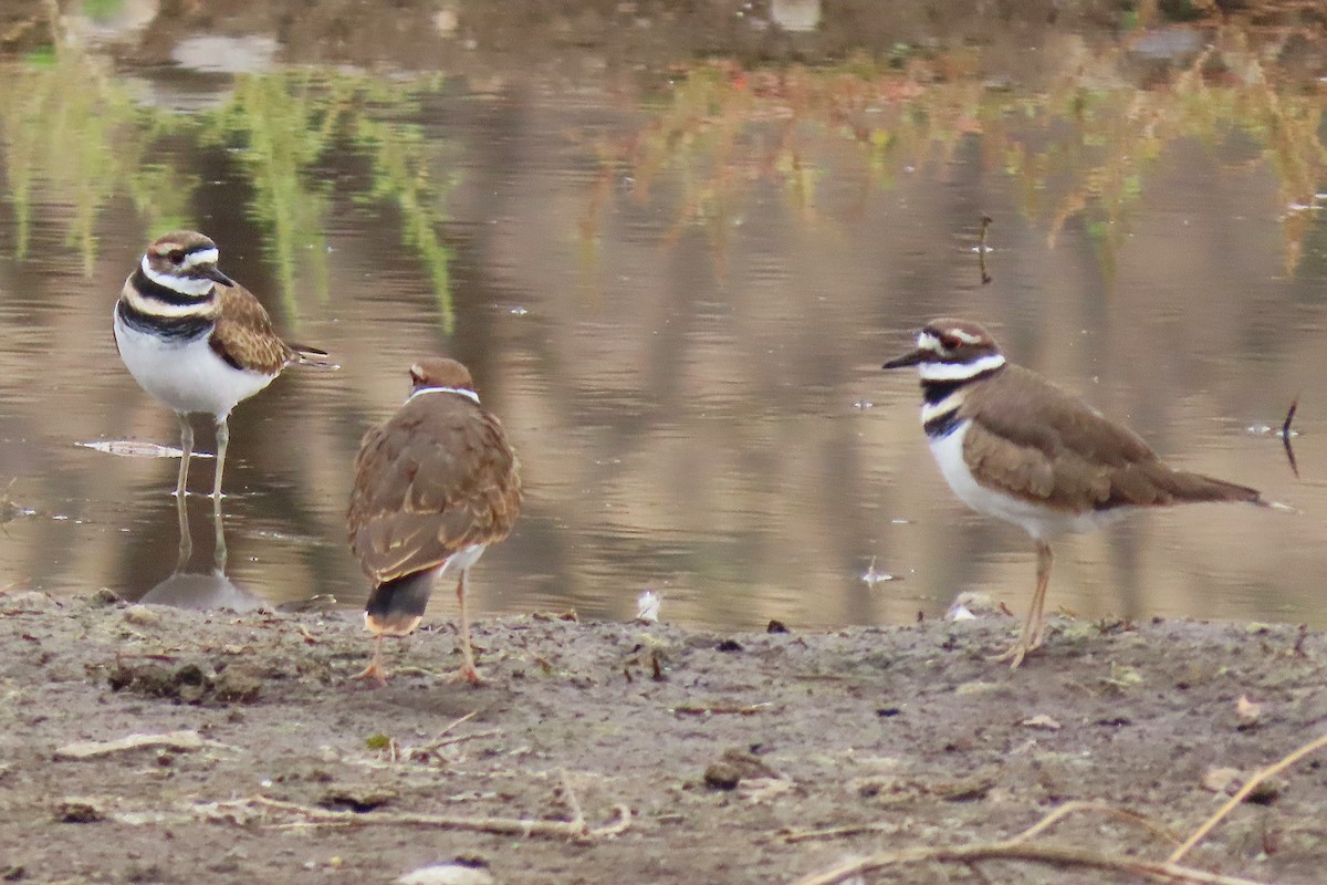 Killdeer - ML642701035