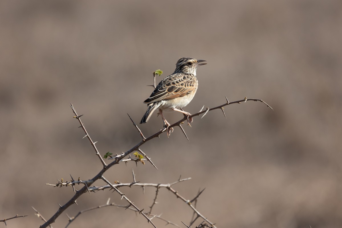 Sentinel Lark - ML642701040
