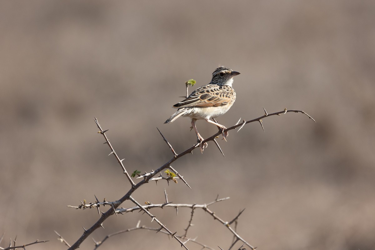 Sentinel Lark - ML642701041