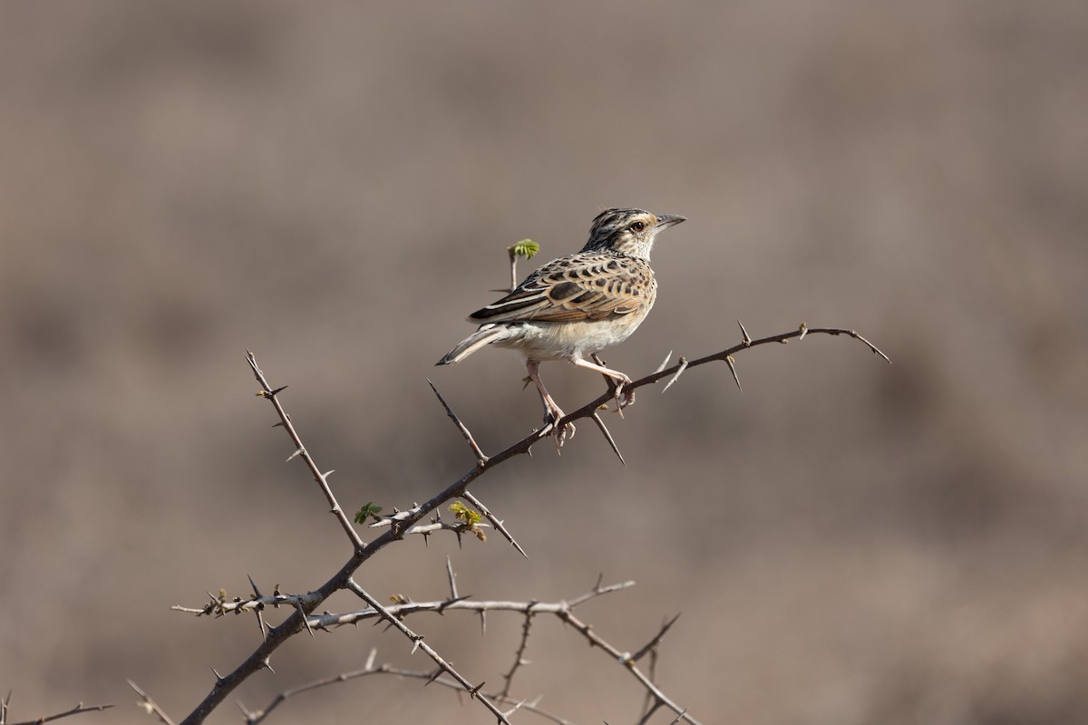Sentinel Lark - ML642701042